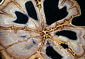 Petrified Hermanophyton tree trunk