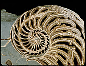 Fossilised nautilus shell