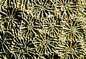 Detail of fossil coral Gonipori websteri