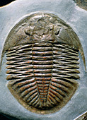 Trilobite,Ogyginus