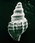 Microfossil shell
