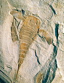 Fossil of a sea scorpion,Eurypterus remipes