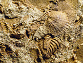 Mixed assemblage of fossils from the Silurian