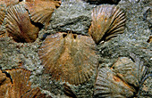 Fossil brachiopods,Dalmanella sp