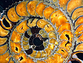 Fossil ammonite