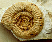 Ammonite fossil,Orthosphinctes sp