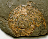 Ammonite fossil,Hildoceras sp