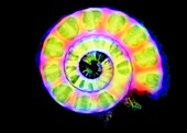 Col X-ray of a fossil ammonite shell