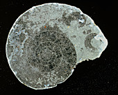 Ammonite fossil,Hudsonoceras proetum