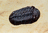 Fossil trilobite from Silurian period