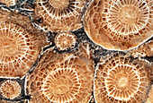 Fossilized coral polyps from Lower Carboniferous
