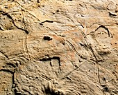 Fossilized traces of invertebrates