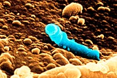 Coloured SEM of fossilised filamentous bacteria