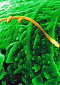 Coloured SEM of fossilised bacteria