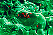 Coloured SEM of fossilised rod-shaped bacteria