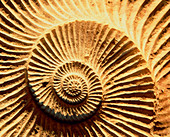 Spiral shape of a fossilised ammonite shell