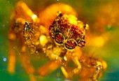 Spider fossilised in amber