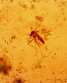 View of a mosquito fossilised in amber