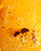 View of a fossilised hymenopteran in amber