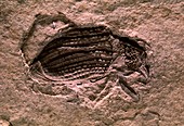 Fossil of the weevil Hipporrhinus heeri