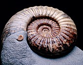 Ammonites