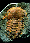 Trilobite fossil