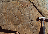Worm track fossils