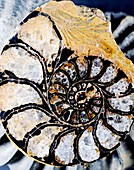 Ammonite fossil