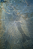 Crustacean fossil
