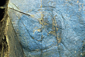 Fossil medusoid