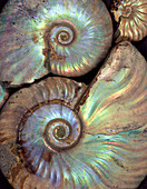 Fossilised ammonites