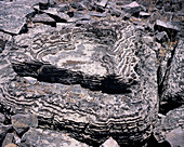 Neoproterozoic carbonate rocks