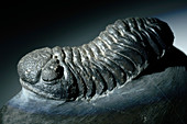 Trilobite fossil