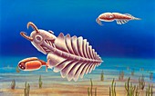 Cambrian invertebrates,artwork