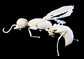 Prehistoric wasp,3-D model