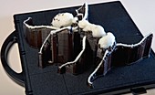 Prehistoric ant,3-D model