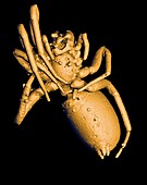 Prehistoric spider,3-D CT scan