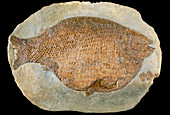 Fossil fish,Dapedium