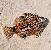 Fossilised fish,Priscacara serata