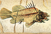 Historical illustration of fossil perch fish