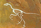 Fossil of Archaeopterix,one of the first birds