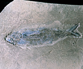 Fossilised fish