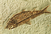 Fossil Knightia sp. fish