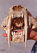 Sabre-toothed cat skull