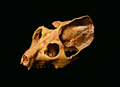 Fossil Adapis primate skull