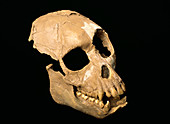 Fossil Proconsul primate skull