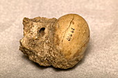 Bird egg fossil