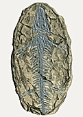 Archegosaurus decheni,amphibian fossil