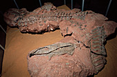 Erythrosuchus africanus skeleton