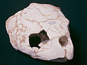 Fossilised turtle skull
